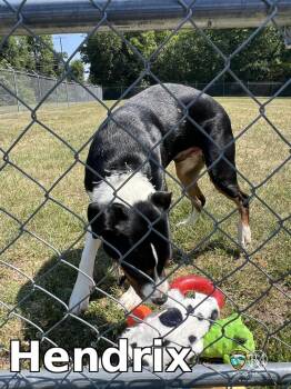 Hendrix -  Labrador Retriever and Rottweiler Dog for Adoption in Rocky Mount, North Carolina - Hendrix | PetCurious
