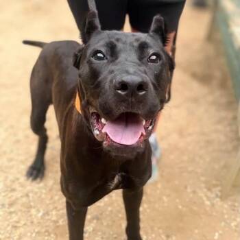 Nakia -  Cane Corso and Mixed Breed Dog for Adoption in Medford Lakes, New Jersey - Nakia | PetCurious