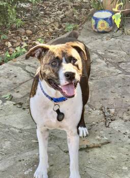 American Staffordshire Terrier Dogs Available for Adoption in Mooresville, North Carolina - Narni | PetCurious