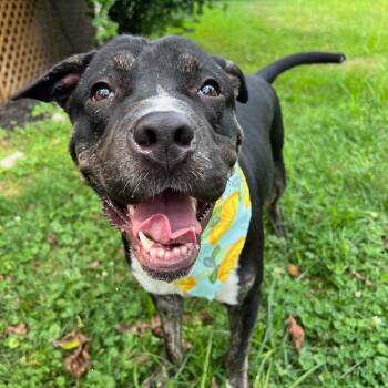 Rescue Pit Bull Terrier Dogs for Adoption in Newark, New Jersey - Adonis | PetCurious