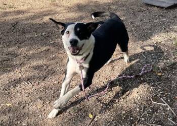 GOOSE -  Labrador Retriever and Mixed Breed Dog for Adoption in Colorado Springs, Colorado - GOOSE | PetCurious