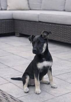 Shepherd Dogs Available for Adoption - **CHARLOTTE** | PetCurious