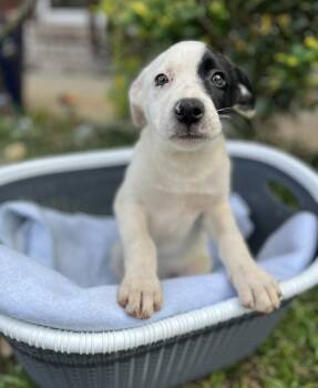Labrador Retriever and Black Mouth Cur Dogs Available for Adoption - Stef | PetCurious