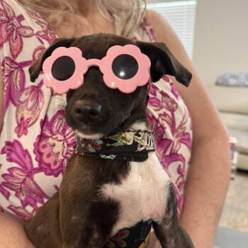 6Lb Cinderella is looking for her fairytale -  Chiweenie Dog for Adoption in Lockhart, Texas - 6Lb Cinderella Is Looking For Her Fairytale | PetCurious