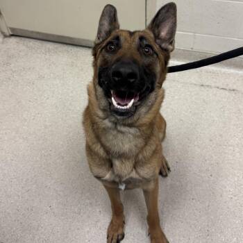 Coqueta -  German Shepherd Dog Dog for Adoption in Murray, Utah - Coqueta | PetCurious