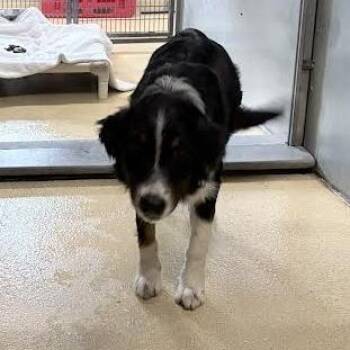 Bella -  Mixed Breed Dog for Adoption in Fairport, New York - Bella | PetCurious