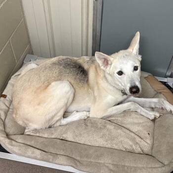 Duke -  White German Shepherd Dog for Adoption in Tulsa, Oklahoma - Duke | PetCurious