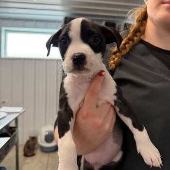Mixed Breed and Pit Bull Terrier Dogs Available for Adoption in Spanish Fork, Utah - Brie | PetCurious