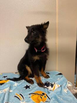 RC Chloe Bug -  Border Collie and Australian Shepherd Dog for Adoption in Aurora, Indiana - RC Chloe Bug | PetCurious