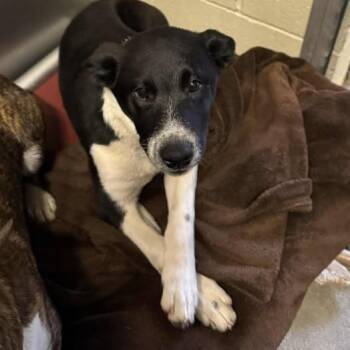 Rescue Cattle Dog Dogs for Adoption in Anderson, California - Rowena | PetCurious