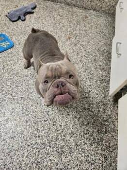Vanellope -  American Bulldog and Mixed Breed Dog for Adoption in Westland, Michigan - Vanellope | PetCurious