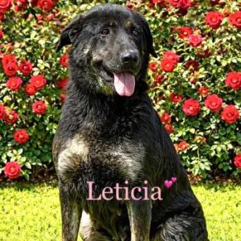 Leticia -  Labrador Retriever and Shepherd Dog for Adoption in Lucas, Texas - Leticia | PetCurious