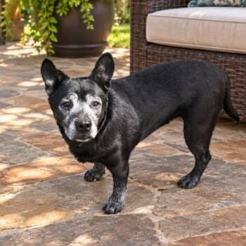 Sonnet -  Mixed Breed Dog for Adoption in Springfield, Missouri - Sonnet | PetCurious