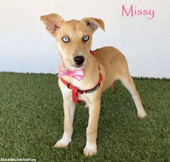 Missy -  Shepherd and Husky Dog for Adoption in San Diego, California - Missy | PetCurious