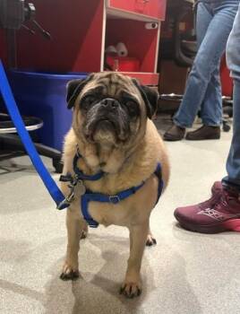 DANTE -  Pug Dog for Adoption in Boston, Massachusetts - DANTE | PetCurious