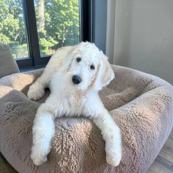 Goldendoodle Dogs Available for Adoption in Fort Worth, Texas - Ellie | PetCurious