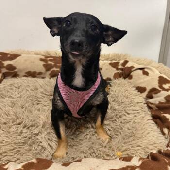 Faith -  Dachshund and Chihuahua Dog for Adoption in Cedar Park, Texas - Faith | PetCurious