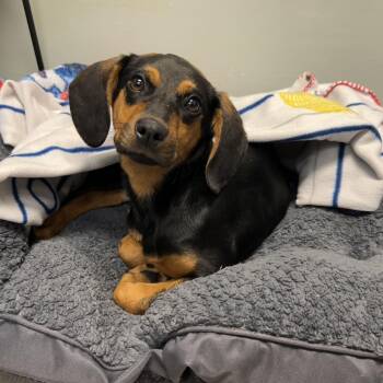 Dachshund and Beagle Dogs Available for Adoption - Mulan | PetCurious