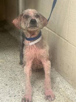 PUMBAA -  German Shepherd Dog and Mixed Breed Dog for Adoption in Conroe, Texas - PUMBAA | PetCurious