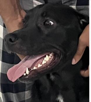 Pj -  Black Labrador Retriever Dog for Adoption in Norwalk, Connecticut - Pj | PetCurious