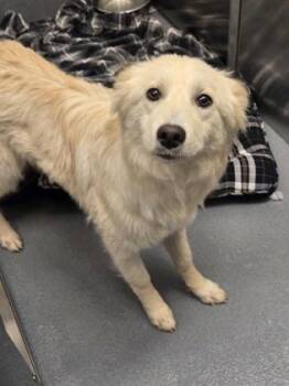 Thelma -  Mixed Breed Dog for Adoption in Fort Worth, Texas - Thelma | PetCurious