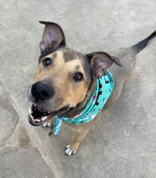 German Shepherd Dog Dogs Available for Adoption in Lavon, Texas - Coco | PetCurious