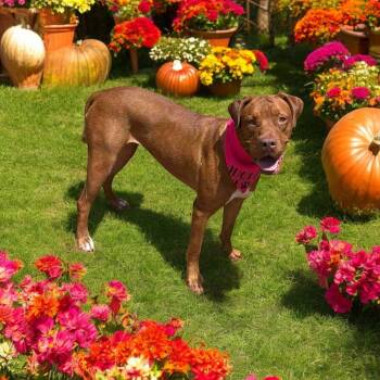 Rescue Vizsla Dogs for Adoption in Fort Worth, Texas - Valkyrie | PetCurious