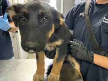 A256022 -  German Shepherd Dog and Mixed Breed Dog for Adoption in Visalia, California - A256022 | PetCurious