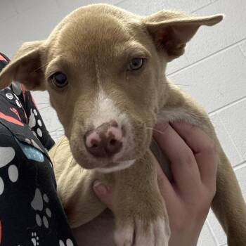 Targarya -  Husky Dog for Adoption in Allegan, Michigan - Targarya | PetCurious