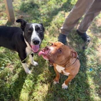 Pit Bull Terrier and American Staffordshire Terrier Dogs Available for Adoption in Turlock, California - Brutus | PetCurious