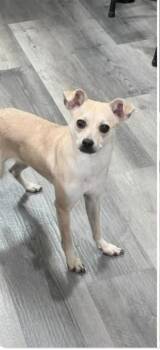 Hope -  Chihuahua Dog for Adoption in Olympia, Washington - Hope | PetCurious