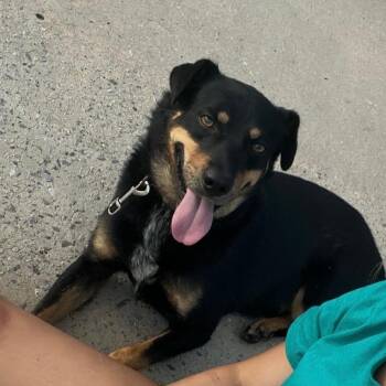 Dingo -  Mixed Breed Dog for Adoption in Trenton, Georgia - Dingo | PetCurious