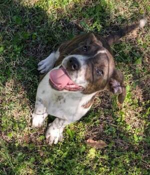 Basset Hound and American Bully Dogs Available for Adoption - David Bowwow-ie | PetCurious