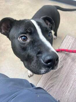 Sonny Chance -  American Staffordshire Terrier and Mixed Breed Dog Available for Adoption in Saugus, Massachusetts - Sonny Chance | PetCurious
