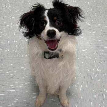 Meeko -  Chihuahua and Terrier Dog for Adoption in New Philadelphia, Ohio - Meeko | PetCurious