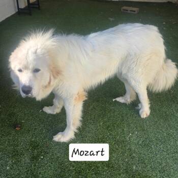 Mozart 9206 -  Great Pyrenees and None Dog for Adoption in Loxahatchee Groves, Florida - Mozart 9206 | PetCurious