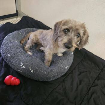 Dachshund and Miniature Poodle Dogs Available for Adoption - Quinn | PetCurious