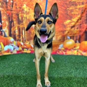 Rescue German Shepherd Dog Dogs for Adoption in Long Beach, California - GEORGIE | PetCurious