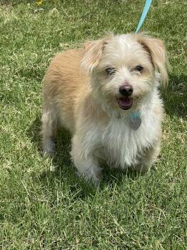 Rescue Cairn Terrier Dogs for Adoption in Longview, Texas - Theo | PetCurious