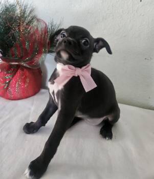 Gigi -  Pug Dog Available for Adoption - Gigi | PetCurious