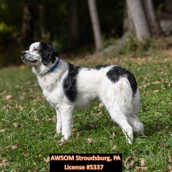 Sadie -  Bernese Mountain Dog and Poodle Dog for Adoption in Stroudsburg, Pennsylvania - Sadie | PetCurious