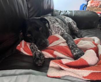 ZZZzzz_Yogi_CourtesyPost -  German Shorthaired Pointer Dog for Adoption in Utica, Michigan - ZZZzzz_Yogi_CourtesyPost | PetCurious