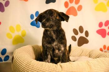 Great Pyrenees Dogs Available for Adoption in Brooklyn Center, Minnesota - Mark* | PetCurious