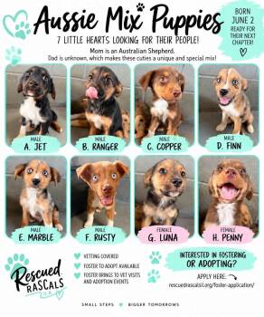 Foster Aussie Puppies -  Australian Shepherd Dog for Adoption in Oswego, Illinois - Foster Aussie Puppies | PetCurious