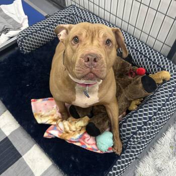 Mixed Breed Dogs Available for Adoption - Martha Maye | PetCurious