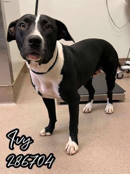 Rescue Pit Bull Terrier and Mixed Breed Dogs for Adoption in Macon, Georgia - IVY | PetCurious