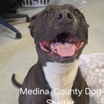 Pit Bull Terrier Dogs Available for Adoption in Medina, Ohio - Autumn | PetCurious