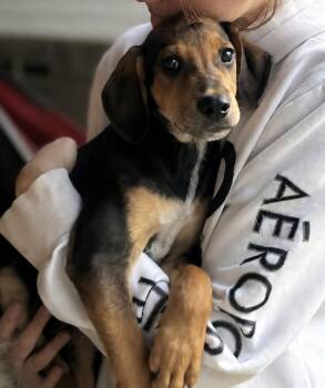 2 -  Black And Tan Coonhound Dog for Adoption in Tulsa, Oklahoma - 2 | PetCurious