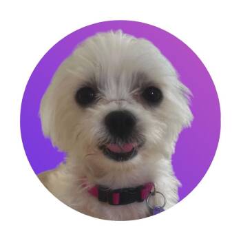 Lainey -  Maltese Dog for Adoption in Pacific Grove, California - Lainey | PetCurious