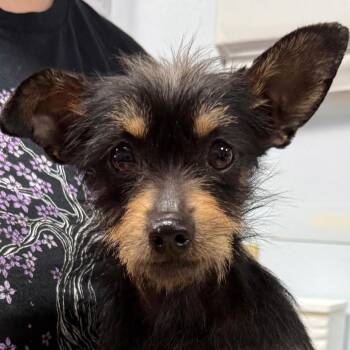 Zebra -  Silky Terrier and Chihuahua Dog for Adoption in St. Augustine, Florida - Zebra | PetCurious